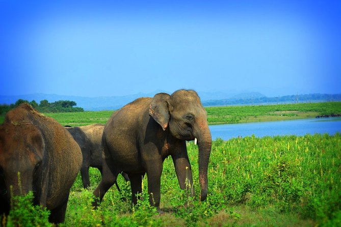 Udawalawe National Park | Full Day Safari Tour