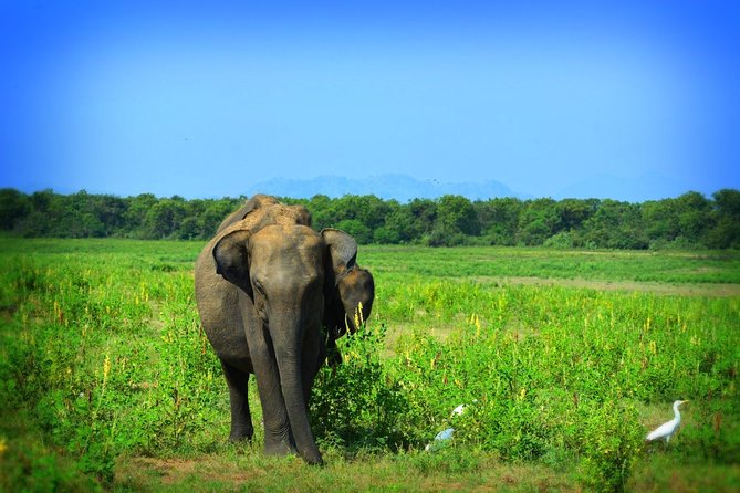 Udawalawe National Park | Half Day Safari Tour