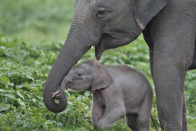 Udawalawe National Park Safari With Elephant Transit Home Visit