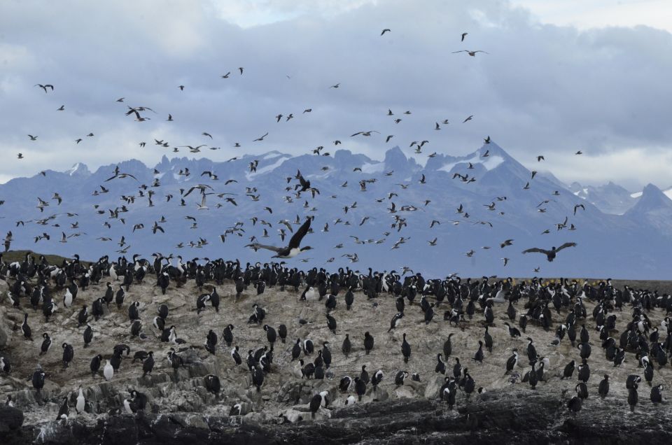 Ushuaia: Beagle Channel & Sea Wolves Island Catamaran Cruise