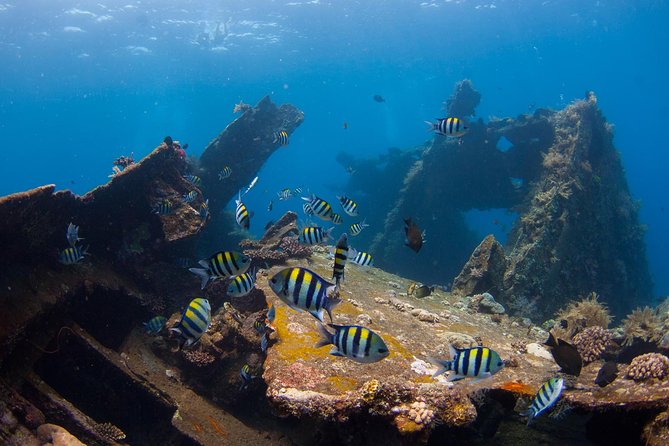 USS Liberty Shipwreck Scuba Diving at Tulamben Bali