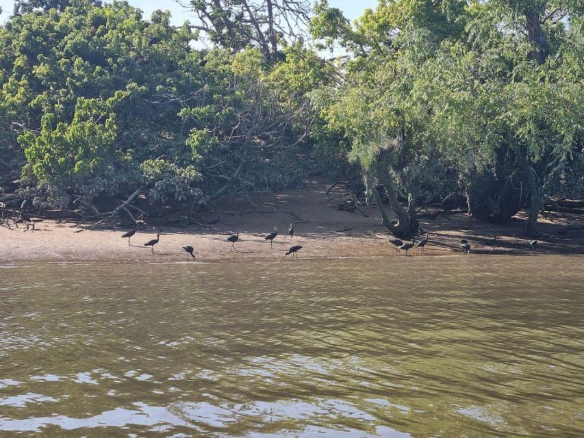 Valada Do Ribatejo: Tejo River Birdwatching Experience