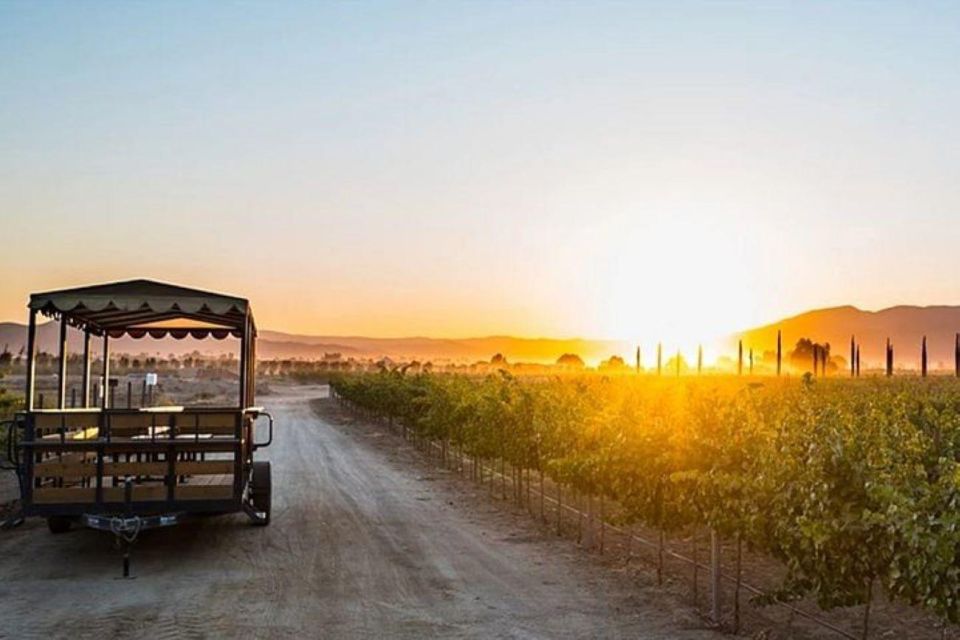 Valle De Guadalupe: Wine Tasting and Carriage Tour