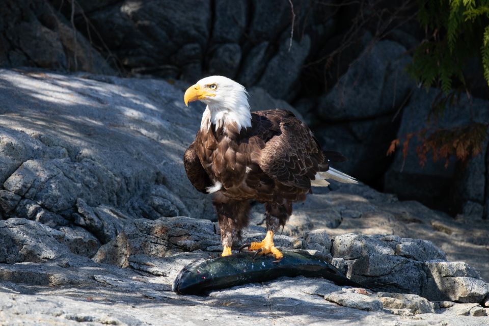 Vancouver Island: Campbell River Coastal Wildlife Adventure