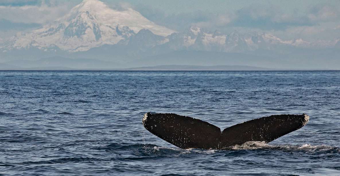 Victoria: Whale and Wildlife Semi-Covered Boating Tour