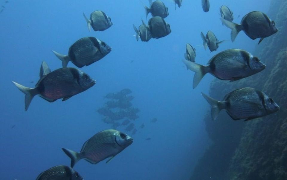 Villasimius: Capo Carbonara First Time Dive With Instructor