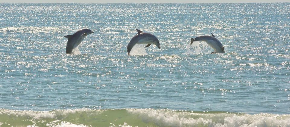 Virginia Beach: Dolphin Stand-Up Paddleboard Tour