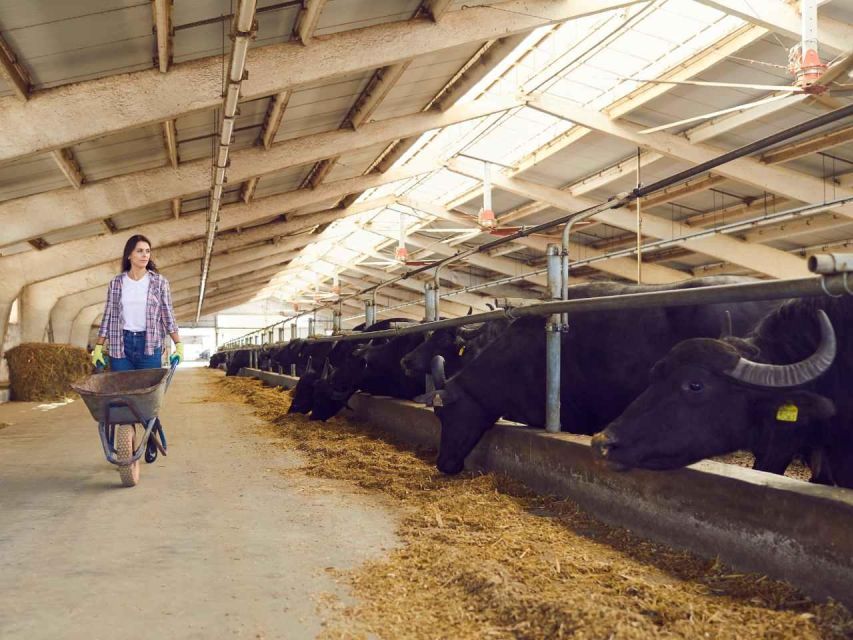 Visit to the Dairy in Paestum With Lunch