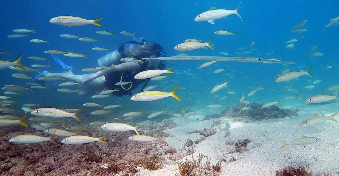 Waikiki: Honolulu Beginner Scuba Diving With Videos