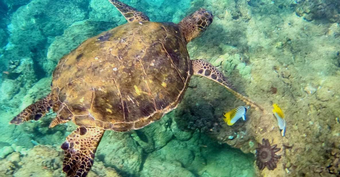 Wailea Beach: Snorkeling Tour for Non-Swimmers & Beginners - Tour Overview