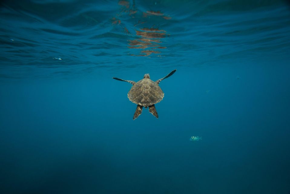 Wailea: Turtle Town Snorkeling Trip With Photo and Video