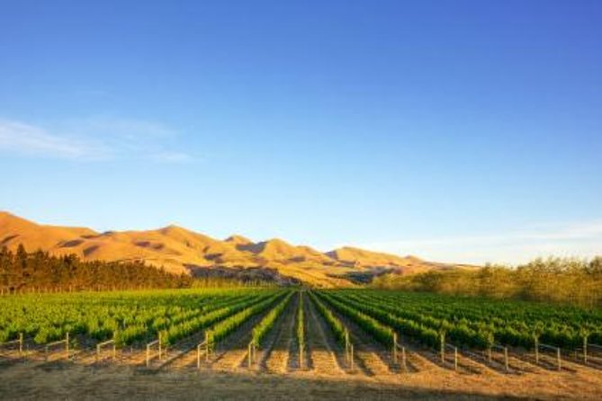 Waipara Wine Trail Afternoon Tour From Christchurch