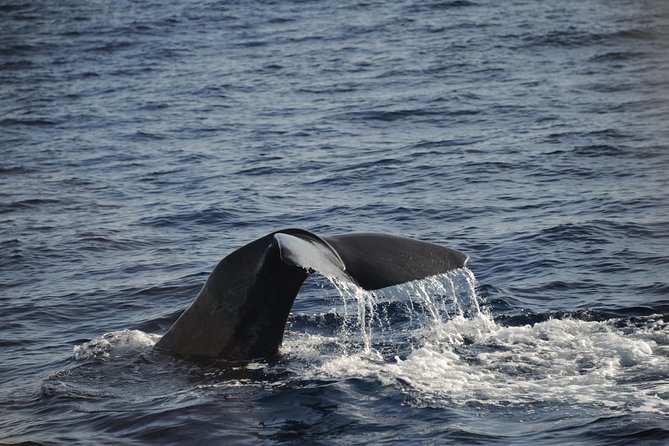 Waitukubuli Dolphin and Whale Watch in Dominica