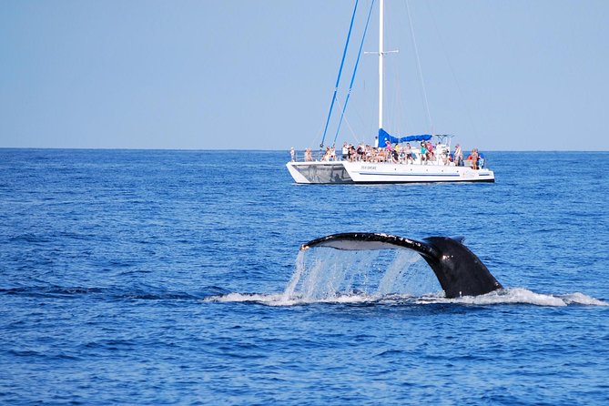 Wake Up With the Whales Cruise - Overview of the Cruise