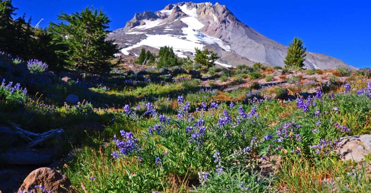 Waterfalls, Wine, and Timberline Tour