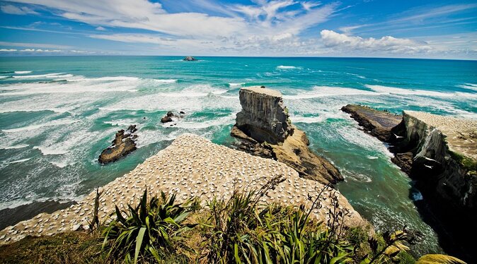 West Coast Discovery – Piha Beach or Muriwai Beach From Auckland