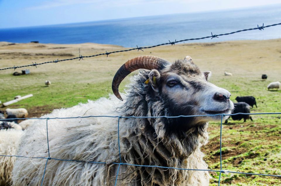 Westman Islands Day Tour From Reykjavik