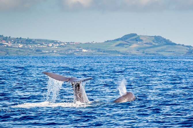 Whale and Dolphin Watching on Tercera Island