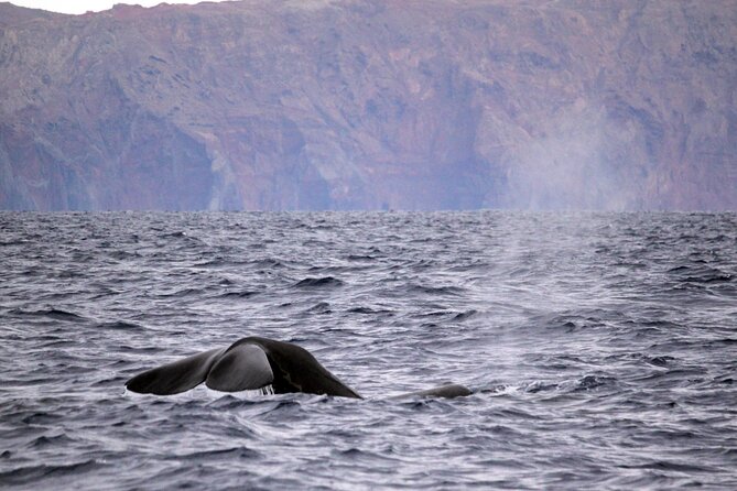 Whale and Dolphin Watching Tour – Funchal