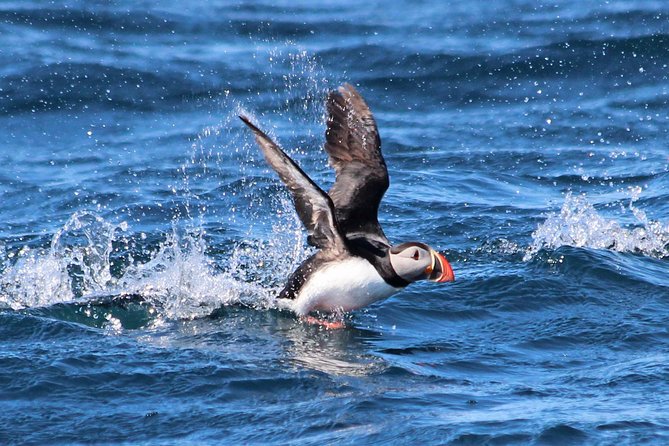 Whale Safari and Puffins RIB Boat Tour From Húsavík