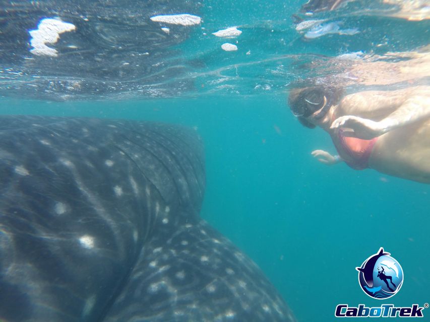 Whale Shark Experience