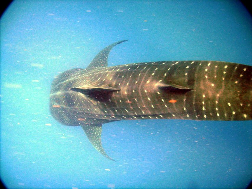 Whale Shark Safari Snorkeling Tour