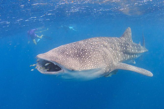 Whale Shark Safari