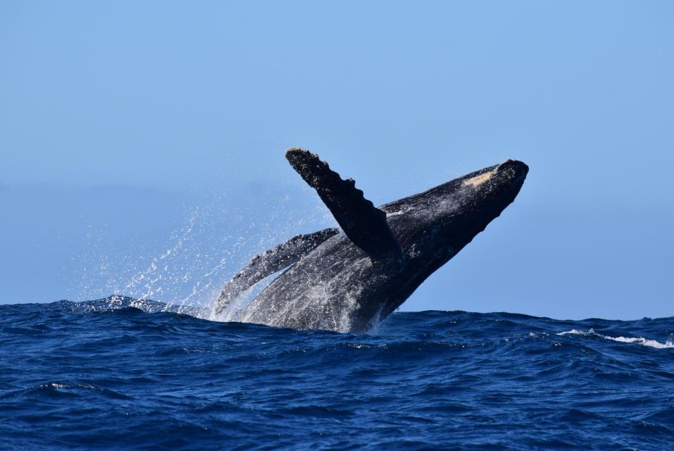 Whale Watch Cabo: Group Whale Watching Tour – FREE Photos