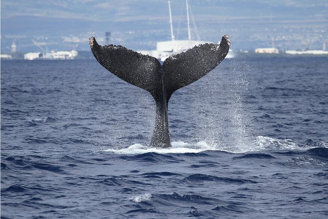 Whale Watch Cruise Aboard The Majestic by Atlantis Cruises