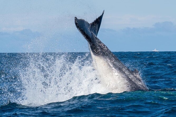 Whale Watching Boat Trip in Sydney - Meeting Point and Directions