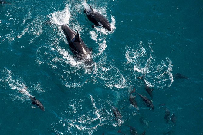 Whale Watching Flight in Kaikoura - Safety Precautions