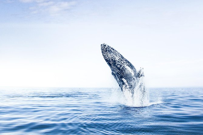 Whale Watching on Board a Traditional Oak Boat From Árkógssandur