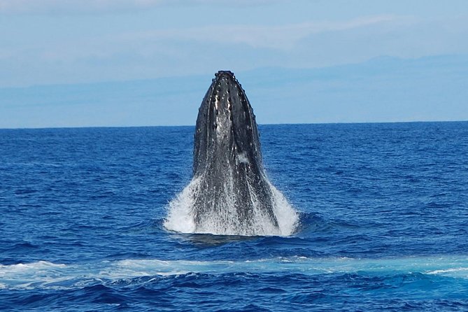 Whale Watching On The Big Island - Tour Overview