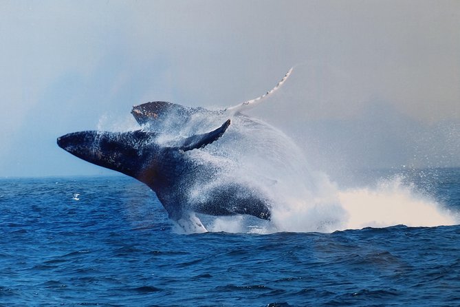 Whale Watching Tour