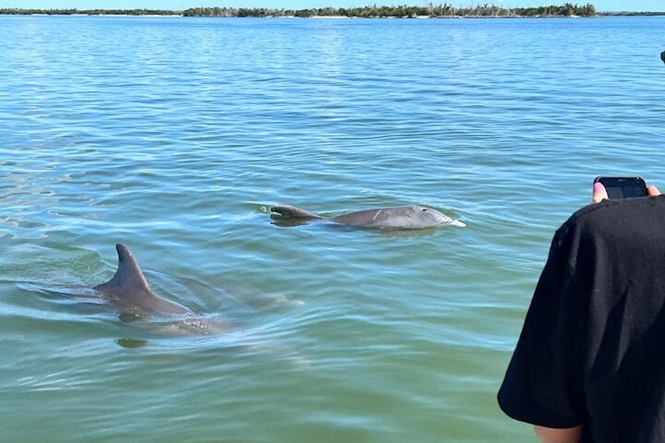 Wild Dolphin Boat Tour