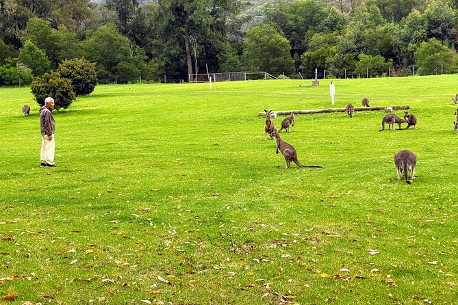 Wild Wombat and Kangaroo Day Tour From Sydney - Overview of the Tour