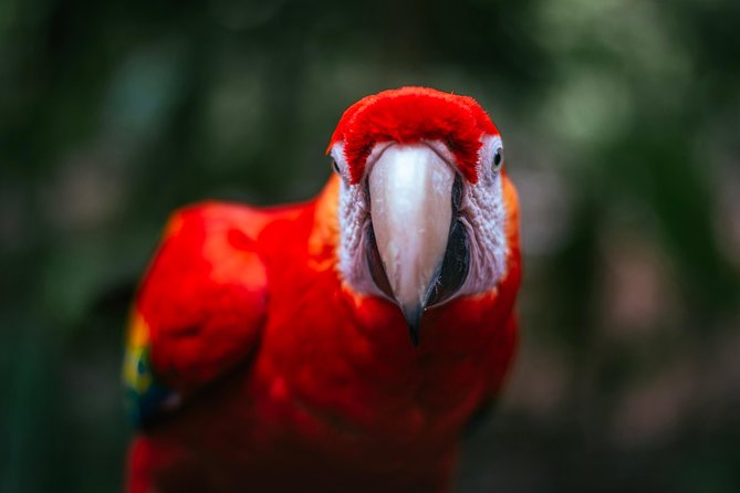 Wildlife Rescue Center Tour in Costa Rica