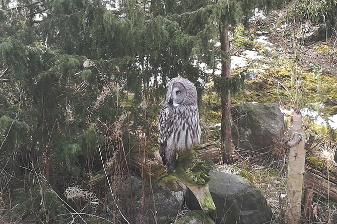 Wildlife Safari Small-Group in Stockholm - Exploring Tyresta National Park