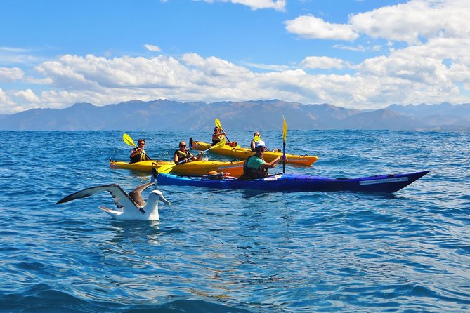 Wildlife Sea Kayaking Tour - Kaikoura - Tour Highlights