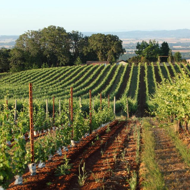 Willamette Valley Wine Tour: a Journey for the Senses - Witnessing the Beautiful Landscape