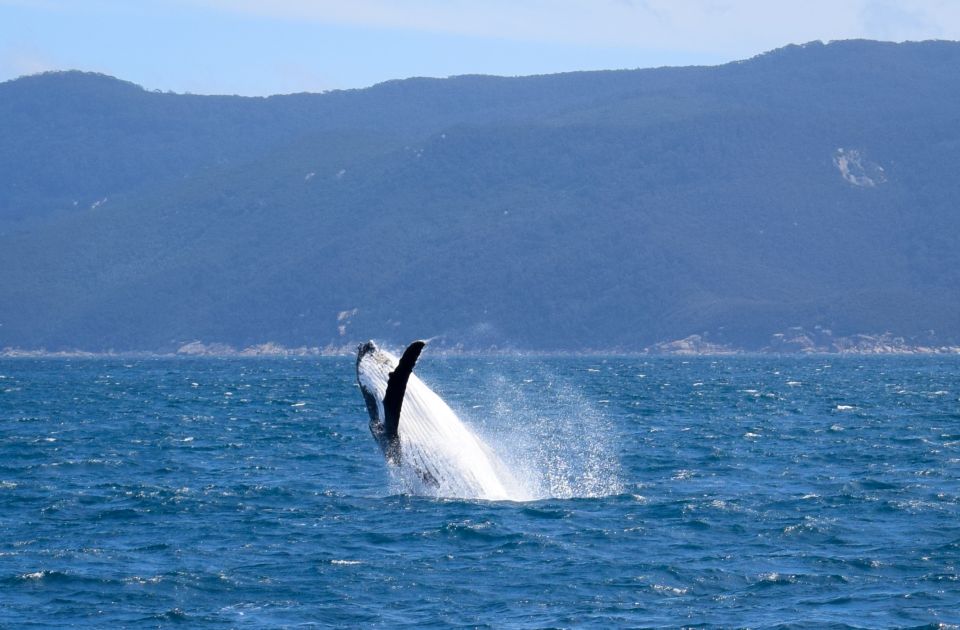 Wilsons Promontory: Whale Spotting Cruise With Lunch - Activity Overview