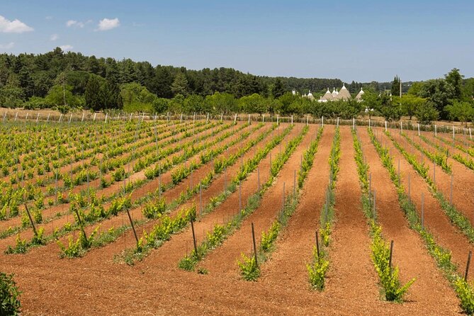 Wine Ostuni, Tour of an Apulian Winery With Traditional Lunch or Aperitivo