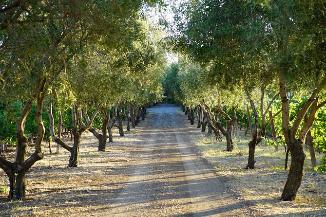 Wine Tasting in Frascati From Rome