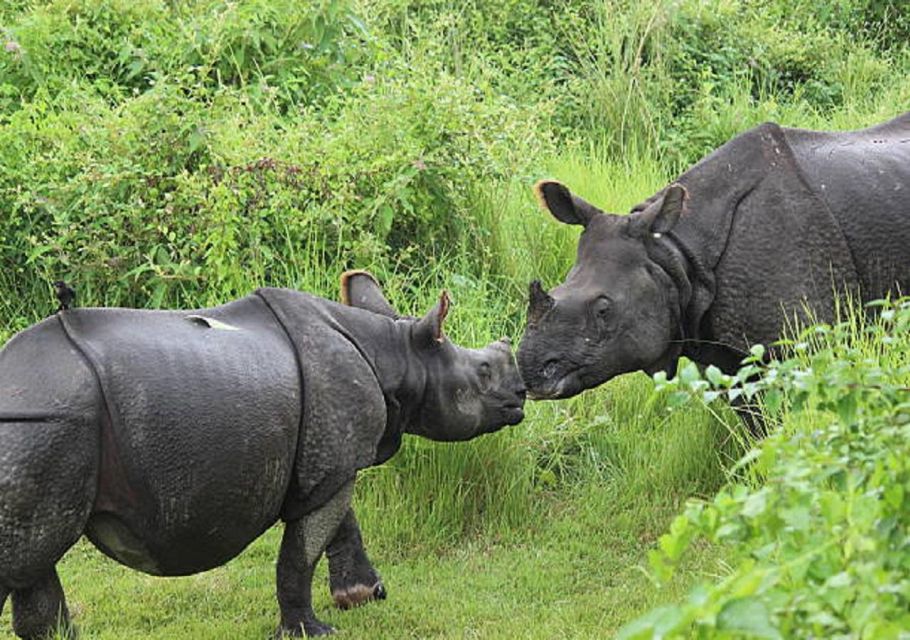 Wonders of Wildlife: 4-Day Chitwan National Park Tour - Tour Overview