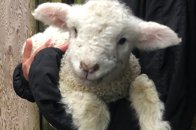 Wool Sheep Farm Experience With Handmade Wool Hat in New Zealand