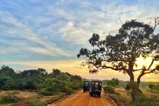 Yala Full Day Leopard Safari Tour With Picnic Lunch