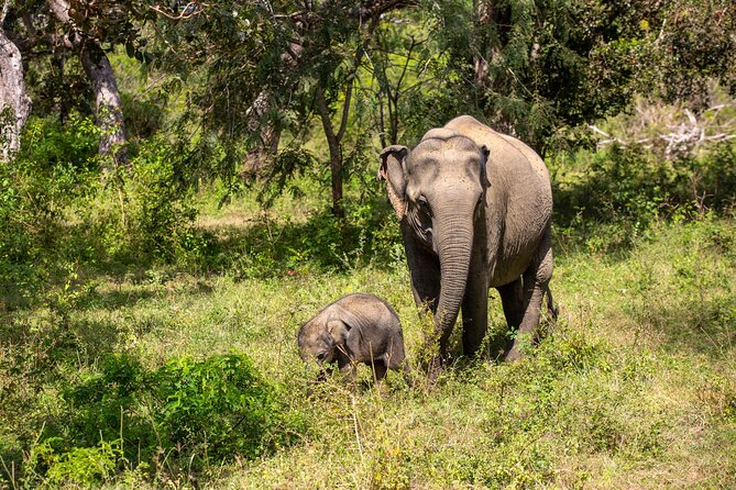 Yala Full Day Safari From Hambantota Port Shore Excursion