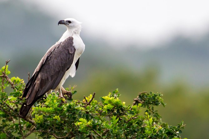 YALA National Park Full Day Tour With Breakfast and Lunch