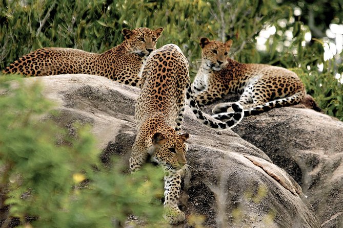 Yala National Park Private Safari