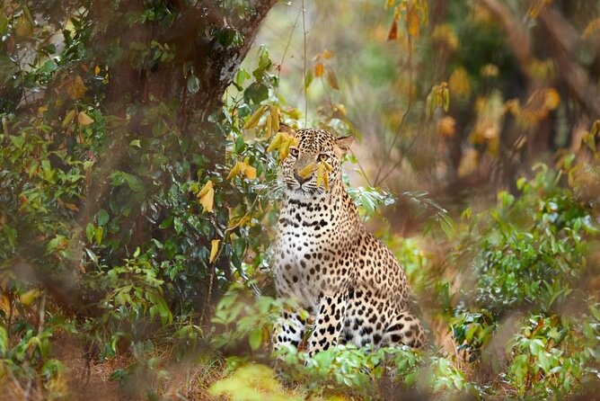 Yala National Park Safari |From Hambantota Port (Shore Excursion)